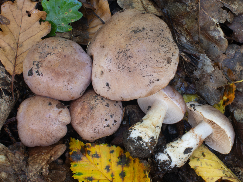 Cortinarius sabuletorum
